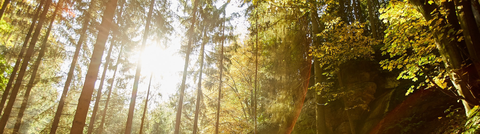 a picture of the forest with sun shine